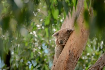 Dubbo_-L1030529_1_V2.jpg