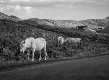 Eriskay-0705.jpg