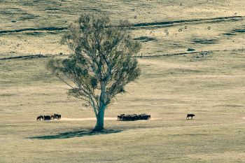 SouthGundagai-L1040160.jpg